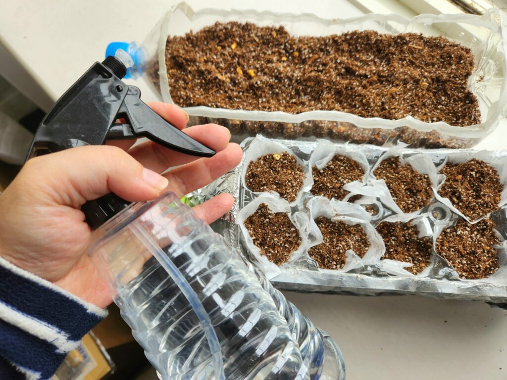 種まきの前後にはしっかり優しく霧吹きで水やり