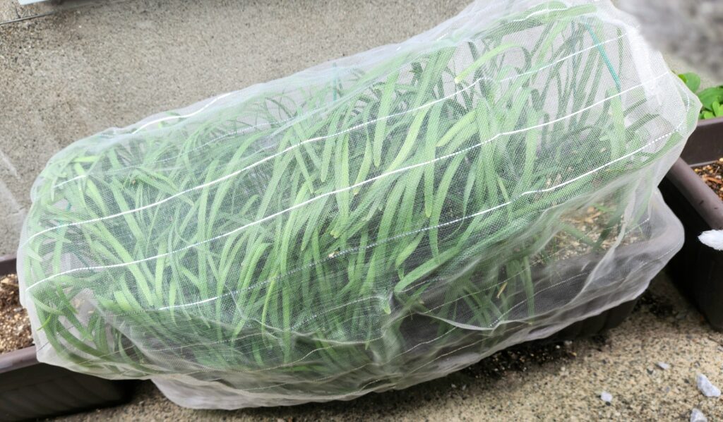 ニラを種から育てて、二年目の生い茂ったニラの写真