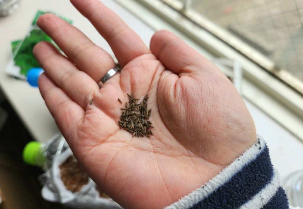 リーフレタスの種