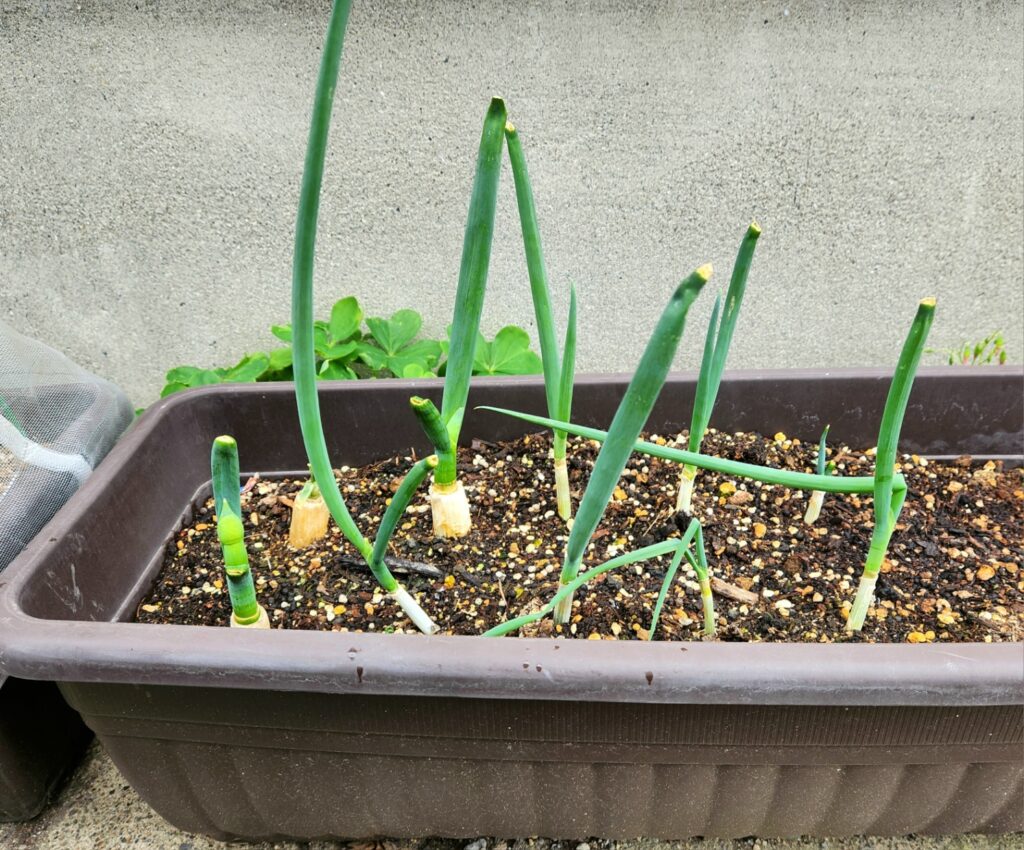 買ってきたネギや、万能ねぎの根元を土栽培している画像