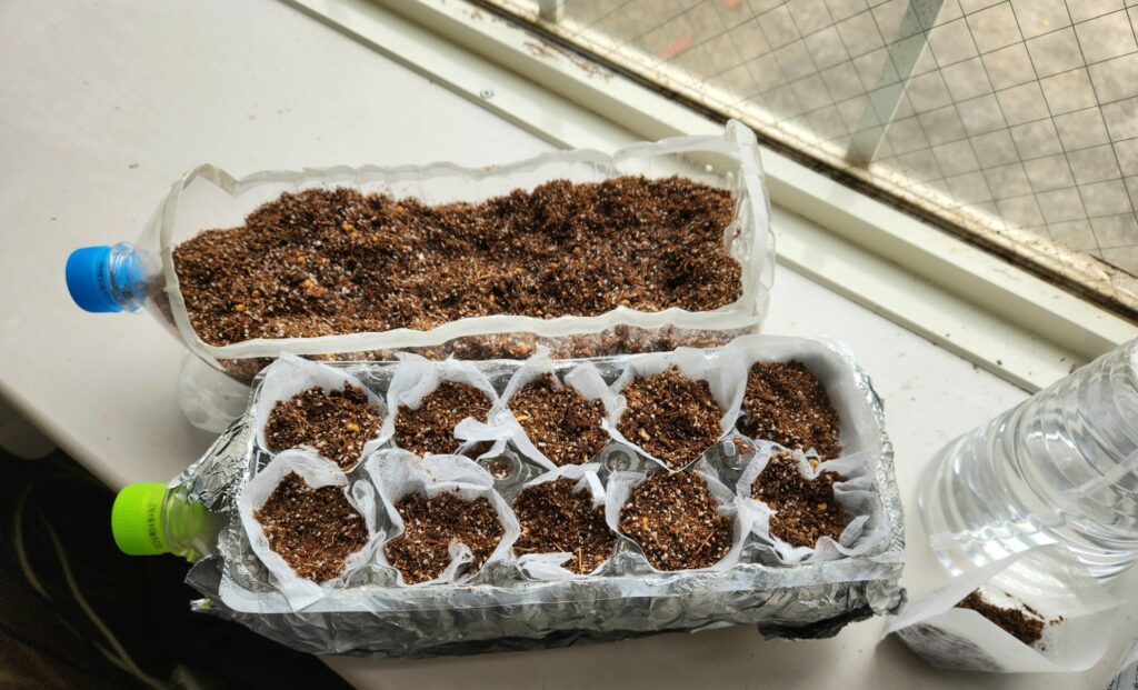 自作の栽培キットに土を入れた様子